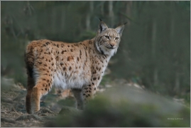 <p>RYS OSTROVID (Lynx lynx) Zoo Děčín</p>